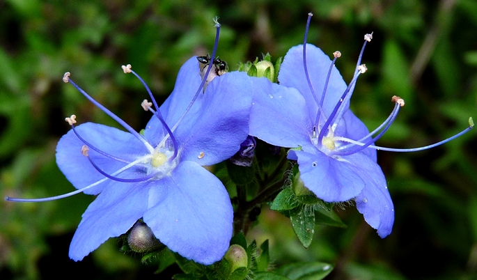 {Hydrolea corymbosa}